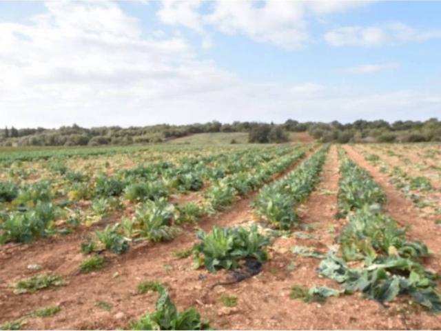 Terreno en Venta en Manacor