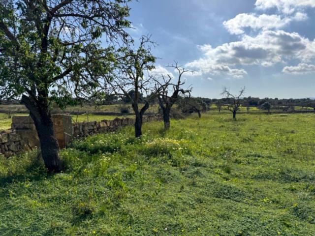 Terreno en Venta en Manacor