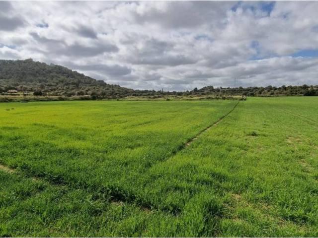 Terreno en Venta en Manacor