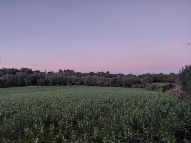 Terreno en Venta en Manacor