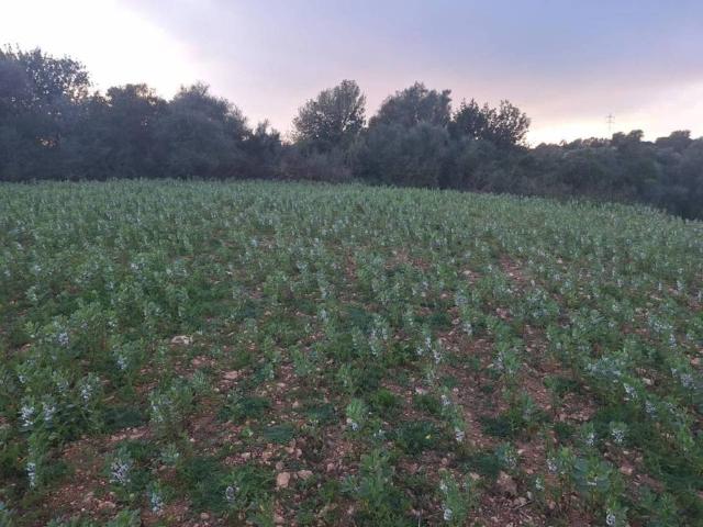 Terreno en Venta en Manacor