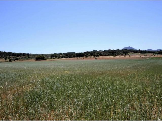 Terreno en Venta en Manacor