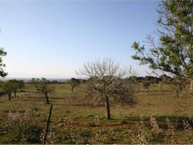 Terreno en Venta en Manacor