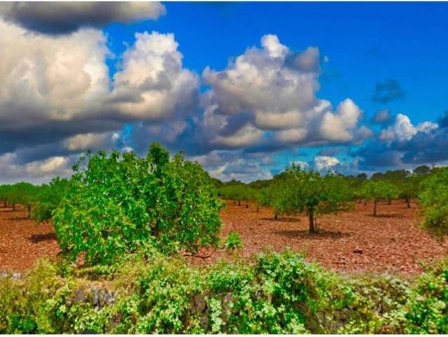 Terreno en Venta en Manacor