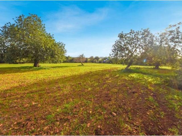Terreno en Venta en Manacor