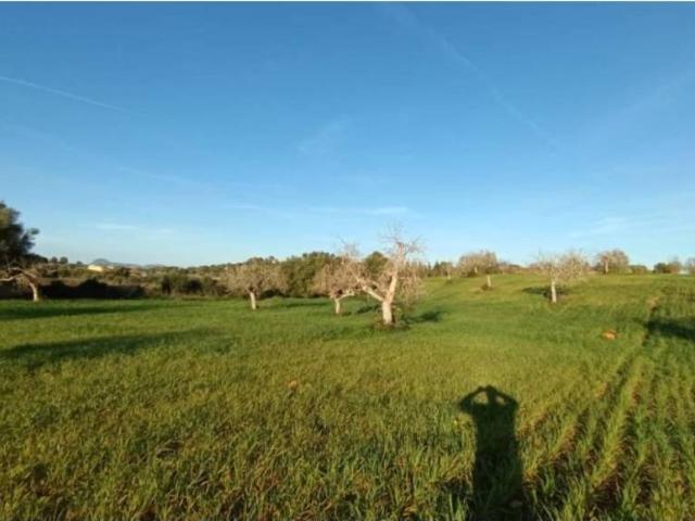 Terreno en Venta en Manacor