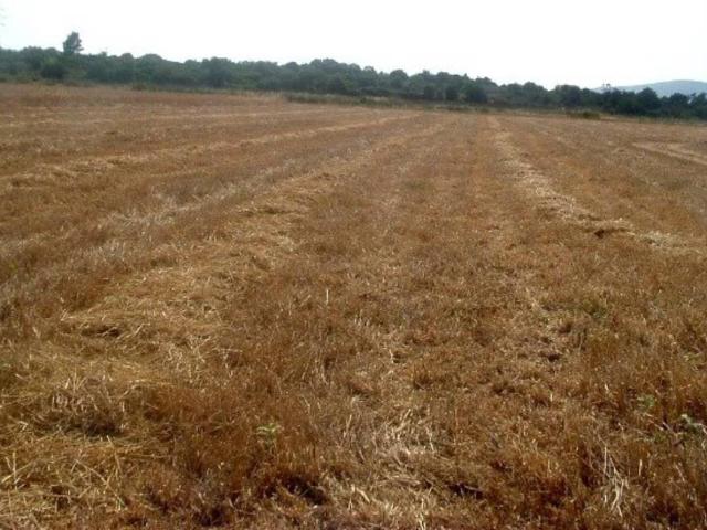 Terreno en Venta en Manacor