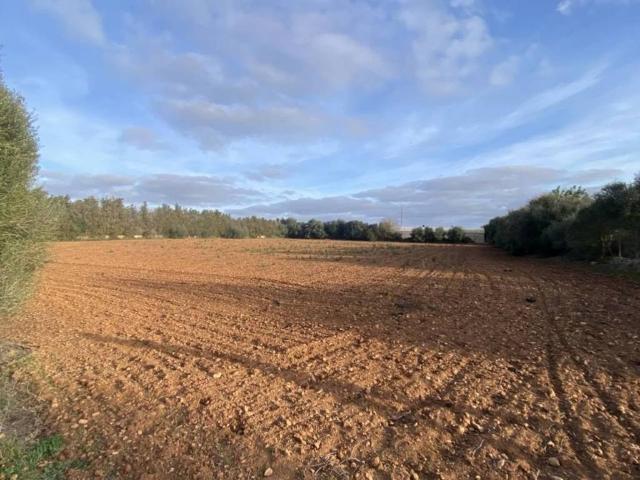 Terreno en Venta en Manacor