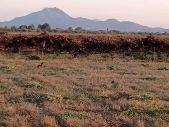 Terreno en Venta en Manacor