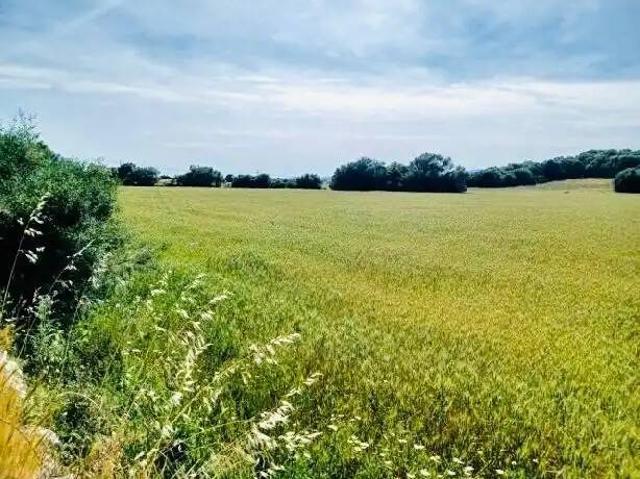 Terreno en Venta en Manacor