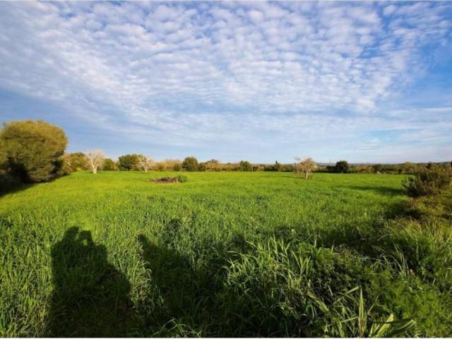Terreno en Venta en Manacor