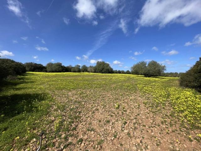 Terreno en Venta en Manacor