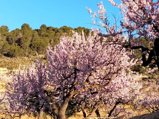 Terreno en venta en Masets, n52 TORREMANZANAS