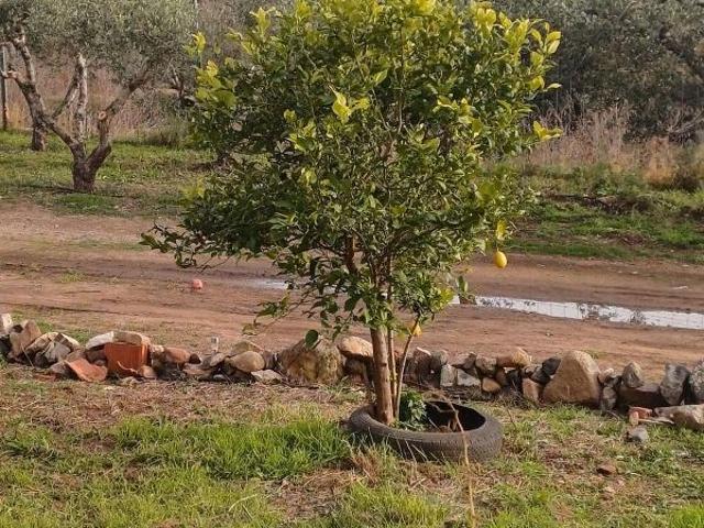 Terreno en venta en calle Caretramaspujols, Maspujols, de 2.000 m² por 88.000