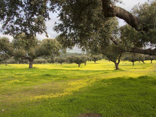 Terreno en Venta en Martín de Yeltes