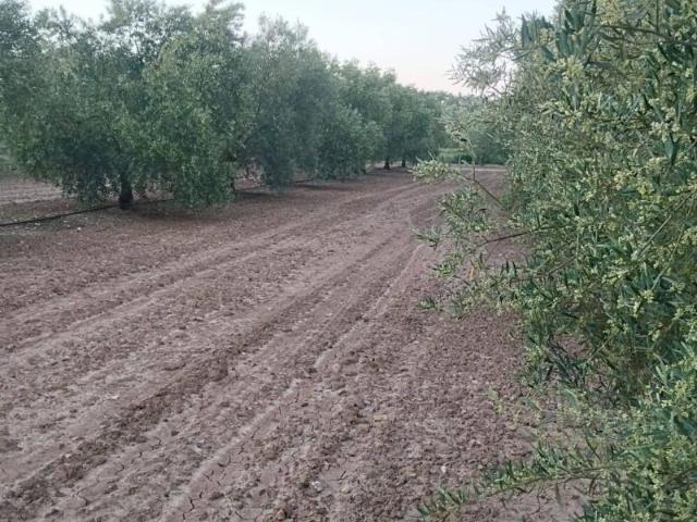 Terreno en venta en Mollina, Mollina