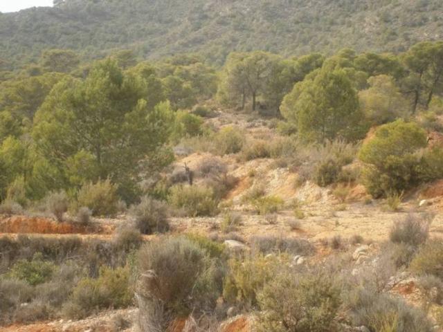 Terreno en Venta en Monóvar Monòver