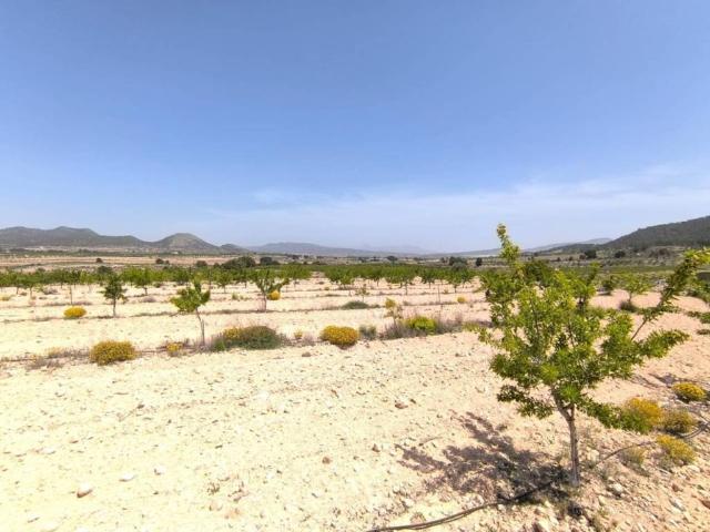 Terreno en Venta en Monóvar Monòver