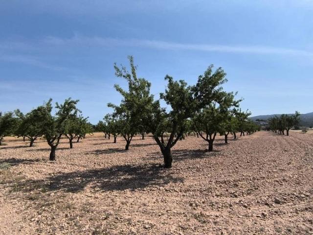 Terreno en Venta en Monóvar Monòver