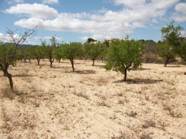 Terreno en Venta en Monóvar Monòver