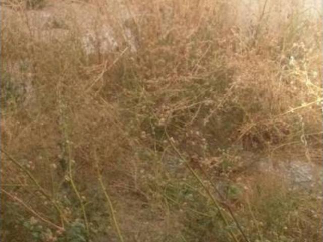 Terreno en Venta en Monóvar Monòver
