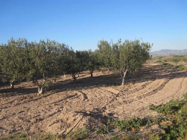 Terreno en Venta en Monóvar Monòver