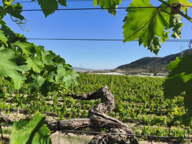 Terreno en Venta en Monforte del Cid