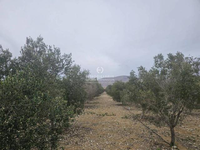 Terreno en Venta en Monforte del Cid