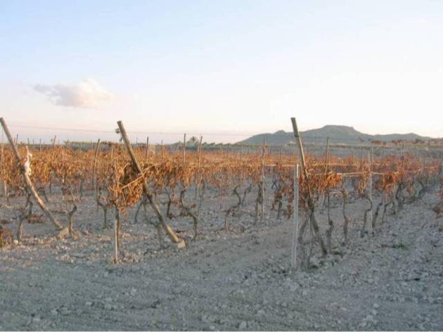 Terreno en Venta en Monforte del Cid