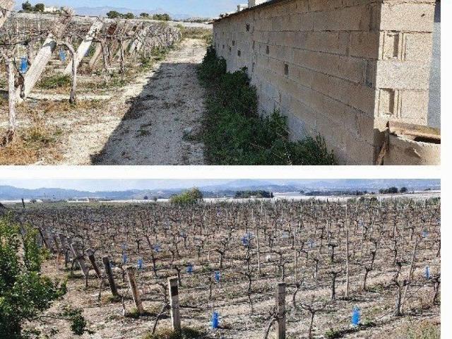 Terreno en Venta en Monforte del Cid