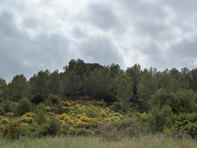Terreno en venta en Monserrat, Comunidad valenciana
