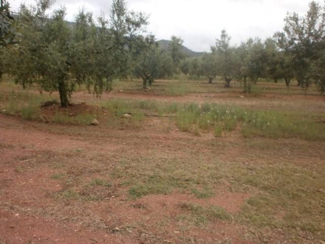 Terreno en Venta en Mont roig del Camp
