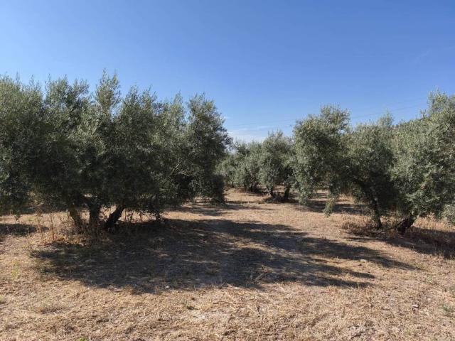 Terreno en Venta en Montefrío