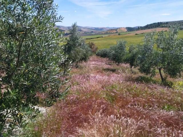 Terreno en Venta en Montellano