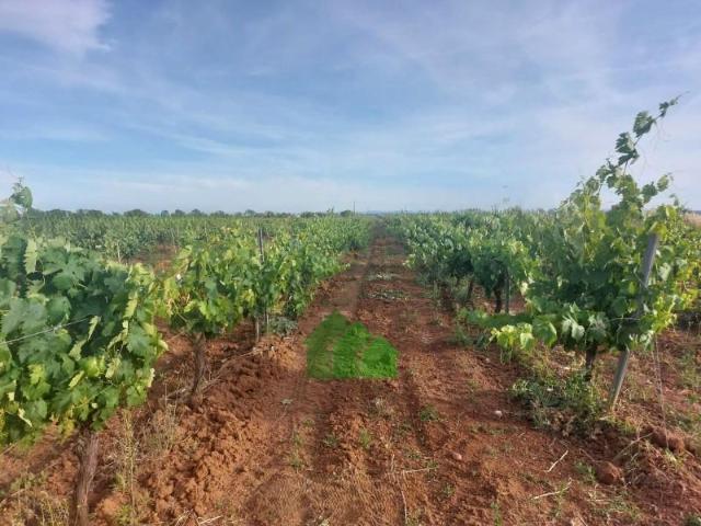 Terreno en venta en Montijo