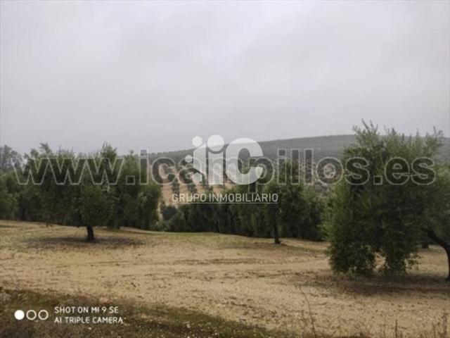 Terreno en Venta en Montilla