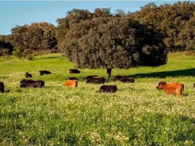 Terreno en Venta en Montilla