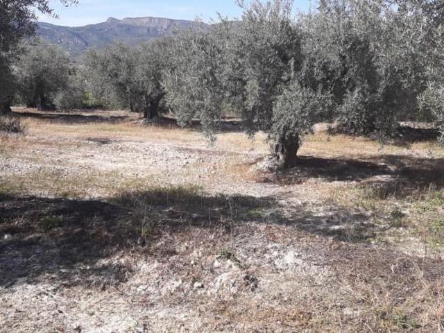 Terreno en venta en Moratalla