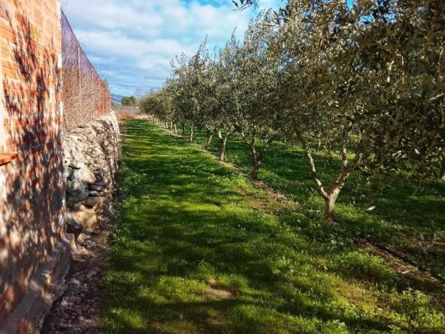 Terreno en venta en Móra d'Ebre, Cataluña