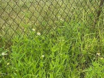 Terreno en venta en Morelos,Tlayacapan
