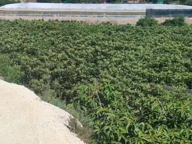Terreno en Venta en Motril
