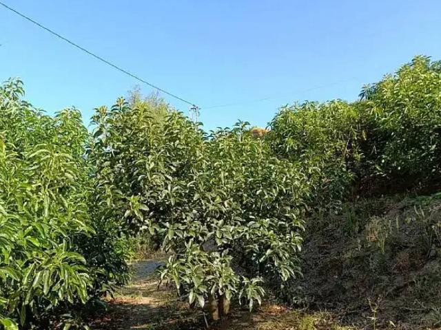 Terreno en Venta en Motril