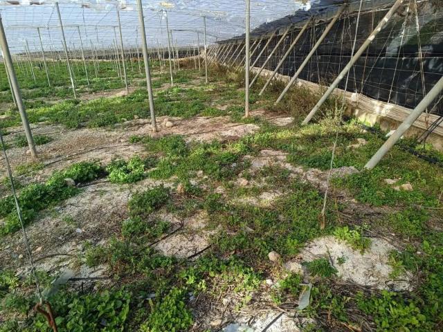 Terreno en Venta en Motril