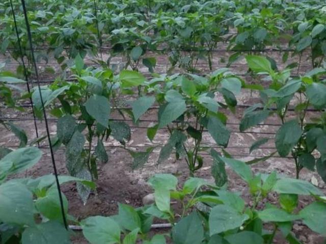 Terreno en Venta en Motril