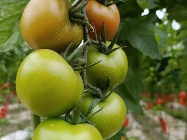 Terreno en Venta en Níjar