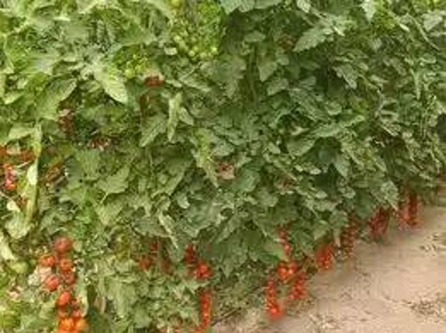 Terreno en Venta en Níjar