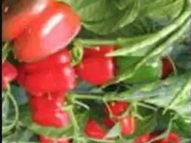 Terreno en Venta en Níjar