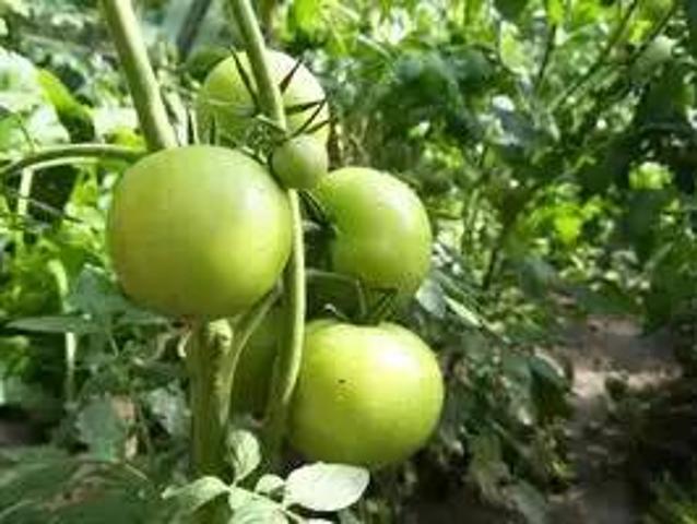 Terreno en Venta en Níjar