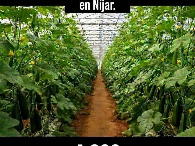 Terreno en Venta en Níjar