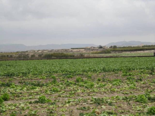 Terreno en Venta en Novelda